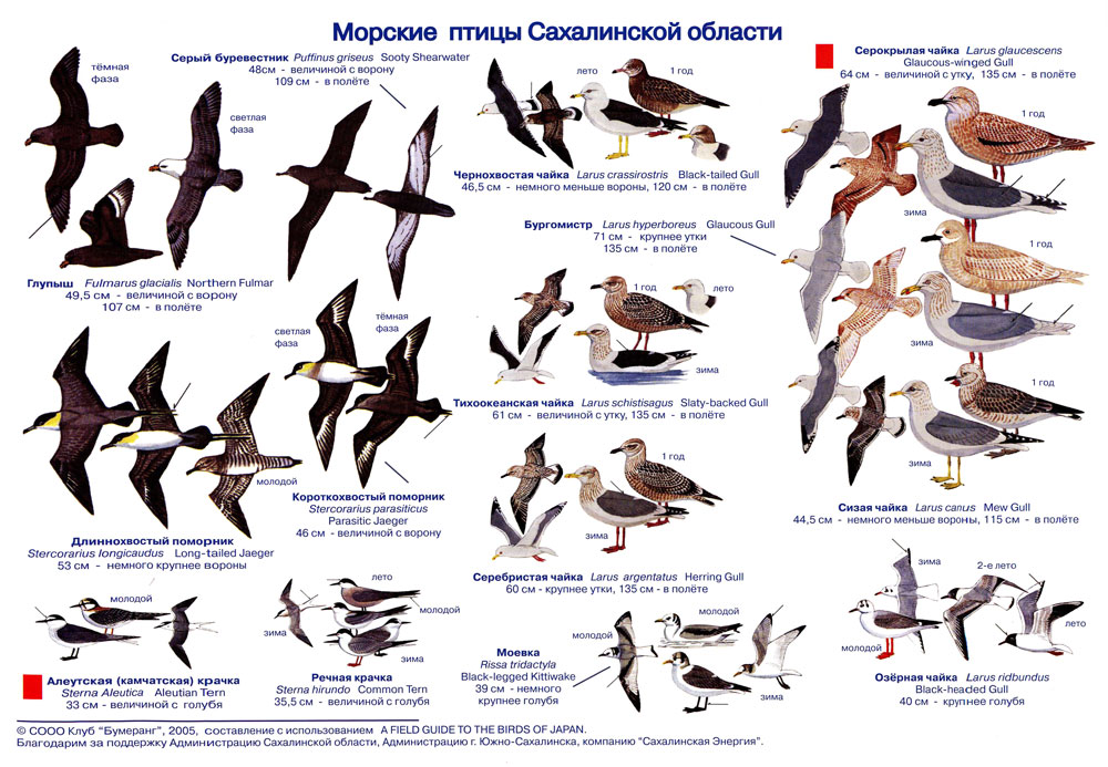 морские птицы с названиями